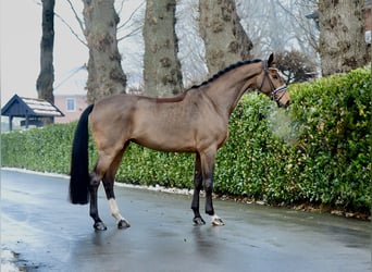 Hanoverian, Mare, 5 years, 16,2 hh, Brown