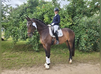Hanoverian, Mare, 5 years, 16,2 hh, Brown