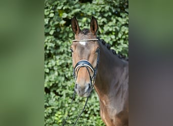 Hanoverian, Mare, 5 years, 16,2 hh, Brown