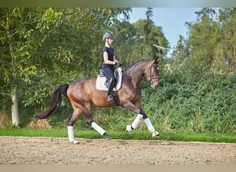 Hanoverian, Mare, 5 years, 16,2 hh, Brown