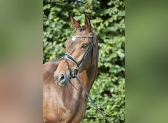 Hanoverian, Mare, 5 years, 16,2 hh, Brown