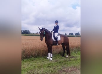 Hanoverian, Mare, 5 years, 16,2 hh, Brown