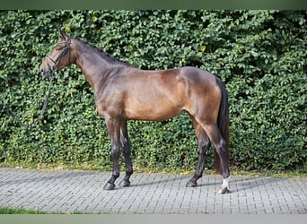 Hanoverian, Mare, 5 years, 16,2 hh, Brown