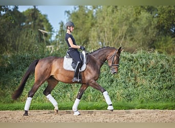 Hanoverian, Mare, 5 years, 16,2 hh, Brown
