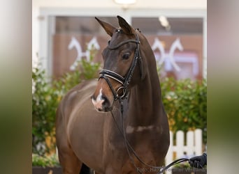 Hanoverian, Mare, 5 years, 16,2 hh, Brown