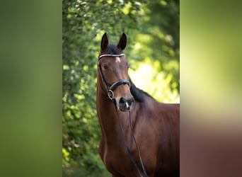 Hanoverian, Mare, 5 years, 16,2 hh, Brown