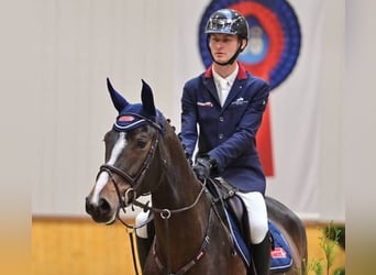 Hanoverian, Mare, 5 years, 16,2 hh, Brown