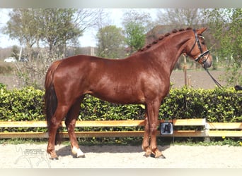 Hanoverian, Mare, 5 years, 16,2 hh, Chestnut