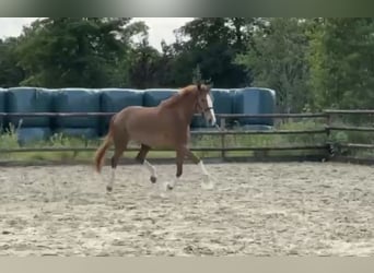 Hanoverian, Mare, 5 years, 16,2 hh, Chestnut-Red