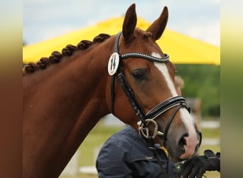Hanoverian, Mare, 5 years, 16,2 hh, Chestnut-Red