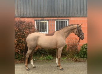 Hanoverian, Mare, 5 years, 16,2 hh, Chestnut-Red