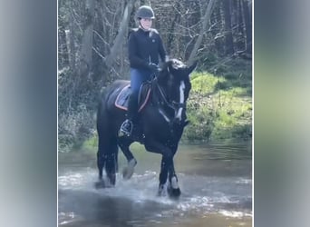 Hanoverian, Mare, 5 years, 16,3 hh, Bay-Dark