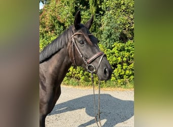 Hanoverian, Mare, 5 years, 16,3 hh, Black