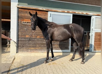 Hanoverian, Mare, 5 years, 16,3 hh, Black