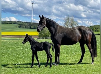 Hanoverian, Mare, 5 years, 16,3 hh, Black
