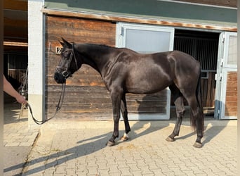 Hanoverian, Mare, 5 years, 16,3 hh, Black