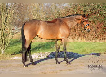 Hanoverian, Mare, 5 years, 16,3 hh, Brown
