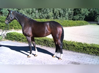 Hanoverian, Mare, 5 years, 16,3 hh, Brown