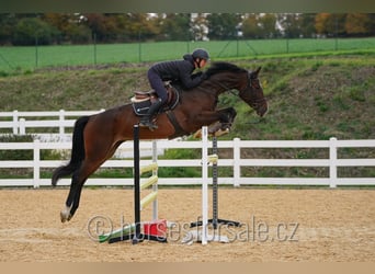 Hanoverian, Mare, 5 years, 16,3 hh, Brown