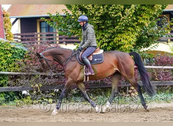 Hanoverian, Mare, 5 years, 16,3 hh, Brown