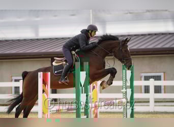 Hanoverian, Mare, 5 years, 16,3 hh, Brown