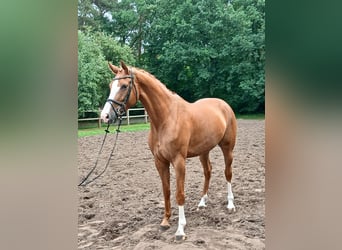 Hanoverian, Mare, 5 years, 16,3 hh, Chestnut-Red