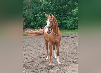 Hanoverian, Mare, 5 years, 16,3 hh, Chestnut-Red