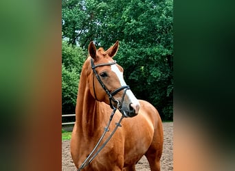 Hanoverian, Mare, 5 years, 16,3 hh, Chestnut-Red