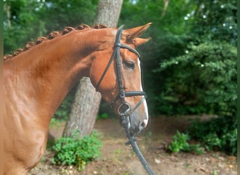 Hanoverian, Mare, 5 years, 16,3 hh, Chestnut-Red