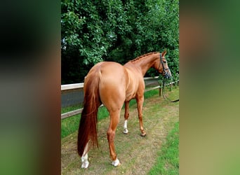 Hanoverian, Mare, 5 years, 16,3 hh, Chestnut-Red