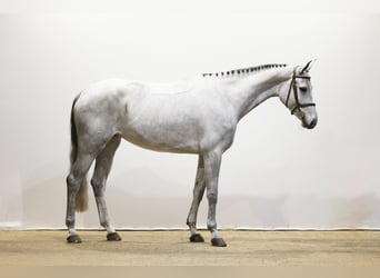 Hanoverian, Mare, 5 years, 16,3 hh, Grey