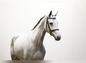 Hanoverian, Mare, 5 years, 16,3 hh, Grey