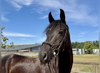 Hanoverian, Mare, 5 years, 16,3 hh, Smoky-Black
