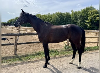 Hanoverian, Mare, 5 years, 16,3 hh, Smoky-Black