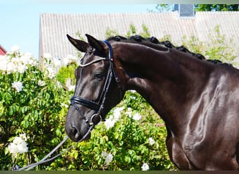 Hanoverian, Mare, 5 years, 17,1 hh, Black