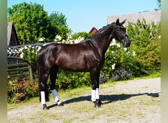 Hanoverian, Mare, 5 years, 17,1 hh, Black