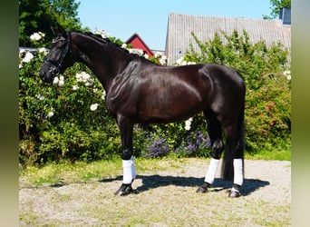 Hanoverian, Mare, 5 years, 17,1 hh, Black