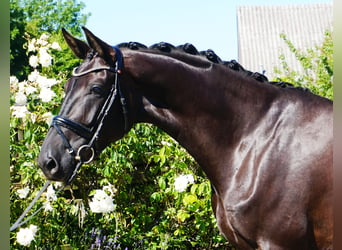 Hanoverian, Mare, 5 years, 17,1 hh, Black