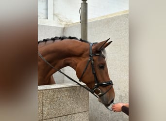 Hanoverian, Mare, 5 years, 17.1 hh, Brown