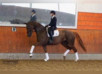 Hanoverian, Mare, 5 years, 17.1 hh, Chestnut