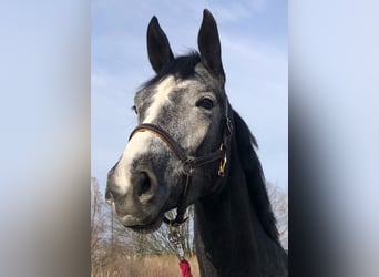 Hanoverian, Mare, 5 years, 17,1 hh, Gray-Dapple