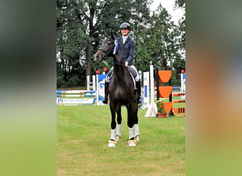 Hanoverian, Mare, 5 years, 17,1 hh, Smoky-Black