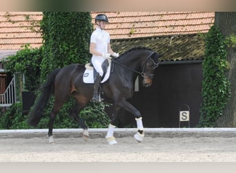 Hanoverian, Mare, 5 years, 17,1 hh, Smoky-Black