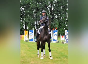 Hanoverian, Mare, 5 years, 17,1 hh, Smoky-Black