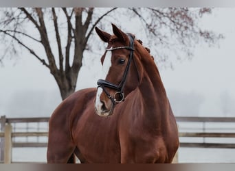 Hanoverian, Mare, 5 years, 17.2 hh, Chestnut-Red