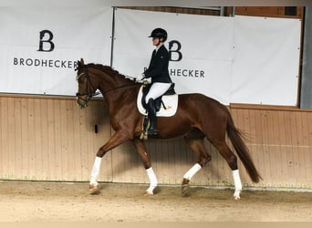 Hanoverian, Mare, 5 years, 17.2 hh, Chestnut-Red