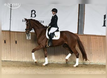 Hanoverian, Mare, 5 years, 17.2 hh, Chestnut-Red