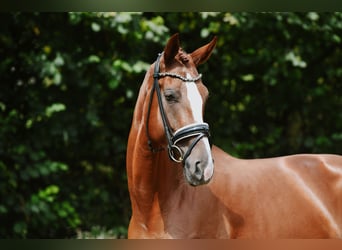 Hanoverian, Mare, 5 years, 17.2 hh, Chestnut-Red
