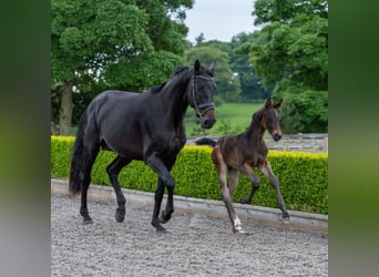 Hanoverian, Mare, 5 years, 17 hh, Bay-Dark