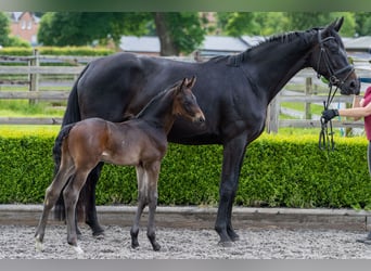 Hanoverian, Mare, 5 years, 17 hh, Bay-Dark